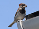 link to house sparrow